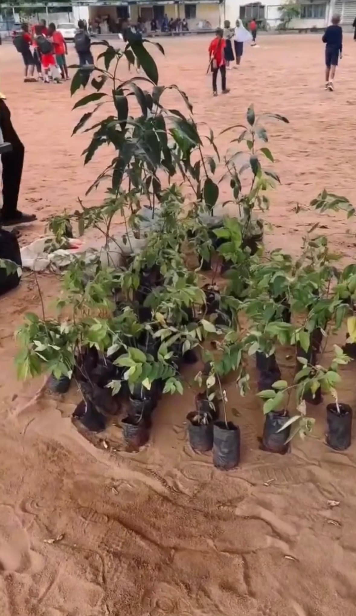 Tree Planting: Project MYK