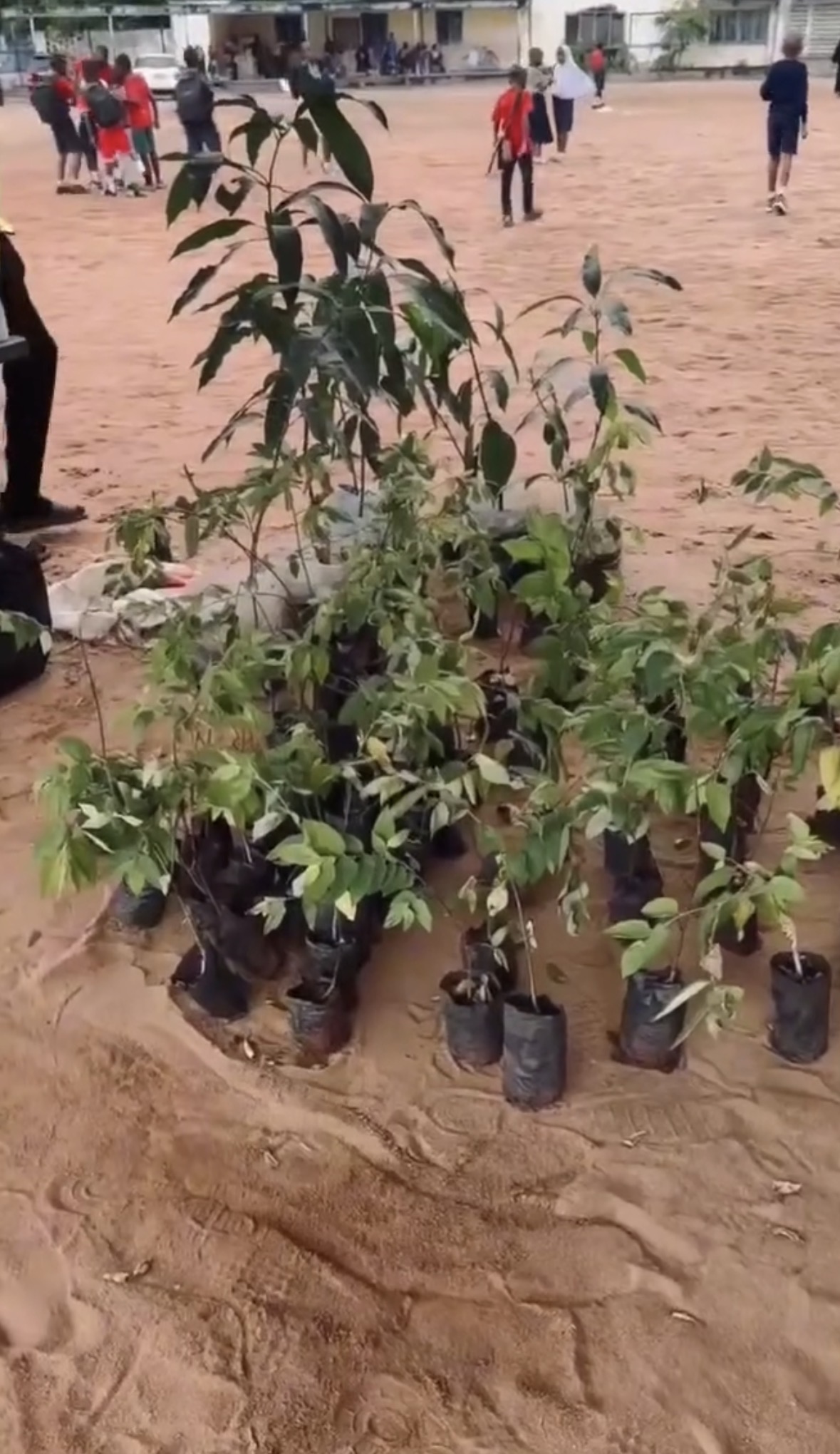 Tree Planting: Project MYK